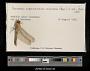 Erythemis collocata