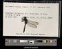 Erythemis credula