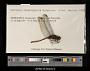 Erythemis haematogastra