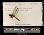 Erythemis peruviana