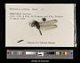 Erythemis plebeja