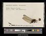 Erythemis plebeja