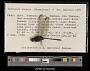 Erythemis plebeja