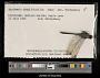 Erythemis simplicicollis