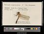 Erythemis simplicicollis