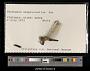Erythemis simplicicollis