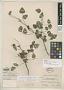 Erythrina petraea Brandegee