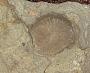 Erythrinolepis chicoensis Cockerell