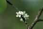 Erythroxylum aerolatum L.
