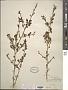 Erythroxylum brevipes DC.