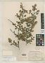 Erythroxylum compactum Rose