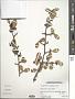 Erythroxylum cumanense Kunth