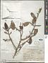 Erythroxylum glaucum O.E. Schulz