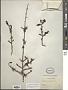 Erythroxylum mexicanum Kunth