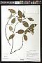 Erythroxylum sp.