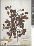 Erythroxylum urbanii O.E. Schulz