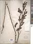 Escobedia longiflora Pennell