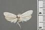 Ethmia punctessa