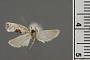 Ethmia submissa