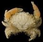 Etisus electra