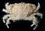 Etisus laevimanus