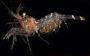 Eualus subtilis