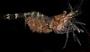 Eualus subtilis