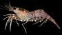 Eualus suckleyi