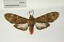 Eucereon baleris