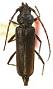 Eucrossus phoenicis