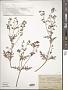Eucrypta chrysanthemifolia (Benth.) Greene