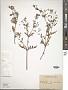 Eucrypta chrysanthemifolia (Benth.) Greene