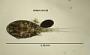 Eucyclops agilis