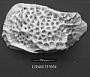 Eucytherura sp. 2