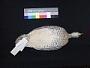 Eudromia elegans albida