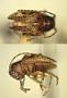 Eugamandus flavipes