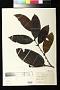 Eugenia calophylloides DC.