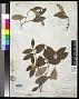 Eugenia discolorans C. Wright & Sauvalle