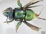 Euglossa lugubris