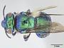 Euglossa parvula