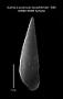 Eulima (Leiostraca) hemphillii