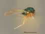 Eulophus lineaticoxa