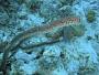 Eunicea sp.