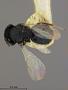 Eunotus lividus