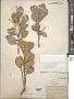 Euonymus japonicus Thunb.