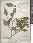 Euonymus nitidus Benth.