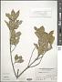Euonymus nitidus Benth.