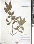 Euonymus sp.