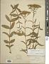 Eupatorium album L.