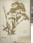 Eupatorium altissimum L.